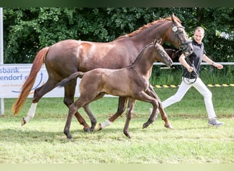 Cheval de sport allemand, Étalon, Poulain (04/2024), 170 cm, Bai brun foncé