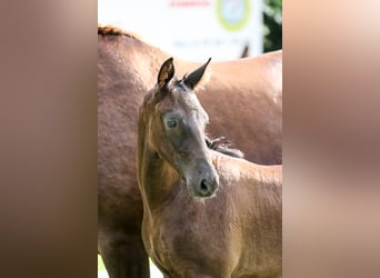 Cheval de sport allemand, Étalon, Poulain (04/2024), 170 cm, Bai brun foncé