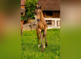 Cheval de sport allemand, Étalon, Poulain (04/2026), 170 cm, Bai brun foncé