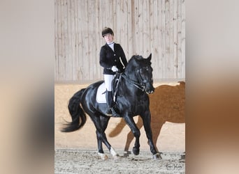 Cheval de sport allemand, Étalon, Poulain (03/2024), 170 cm, Bai