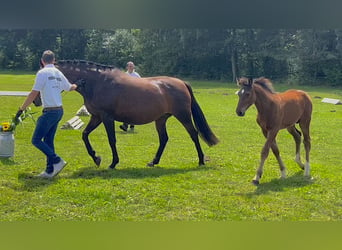 Cheval de sport allemand, Étalon, Poulain (03/2024), 170 cm, Bai