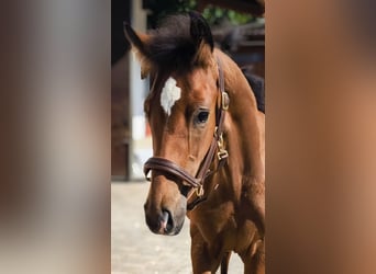 Cheval de sport allemand, Étalon, , 170 cm, Bai