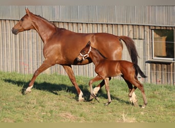 Cheval de sport allemand, Étalon, Poulain (05/2026), 170 cm, Bai