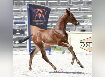 Cheval de sport allemand, Étalon, Poulain (05/2026), 170 cm, Bai