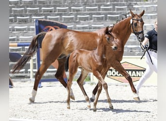 Cheval de sport allemand, Étalon, Poulain (05/2026), 170 cm, Bai