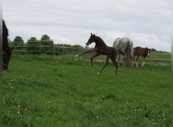 Cheval de sport allemand, Étalon, Poulain (04/2025), 170 cm, Bai