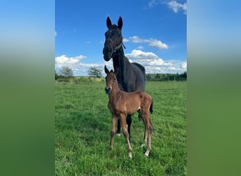 Cheval de sport allemand, Étalon, Poulain (04/2024), 170 cm, Bai