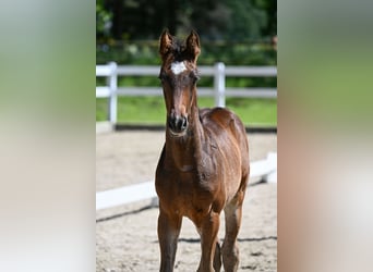 Cheval de sport allemand, Étalon, Poulain (04/2026), 170 cm, Bai