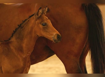 Cheval de sport allemand, Étalon, Poulain (05/2024), 170 cm, Buckskin