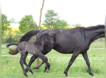 Cheval de sport allemand, Étalon, Poulain (01/2026), 170 cm, Noir