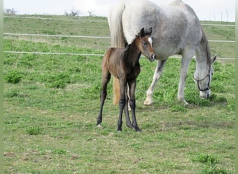 Cheval de sport allemand, Étalon, Poulain (03/2026), 170 cm, Peut devenir gris