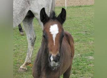Cheval de sport allemand, Étalon, Poulain (03/2026), 170 cm, Peut devenir gris
