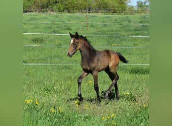 Cheval de sport allemand, Étalon, Poulain (03/2026), 170 cm, Peut devenir gris
