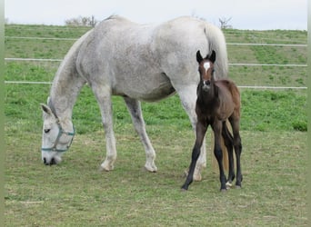 Cheval de sport allemand, Étalon, Poulain (03/2026), 170 cm, Peut devenir gris