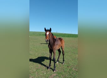 Cheval de sport allemand, Étalon, Poulain (03/2026), 170 cm, Peut devenir gris