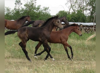 Cheval de sport allemand, Étalon, Poulain (03/2026), 170 cm, Peut devenir gris