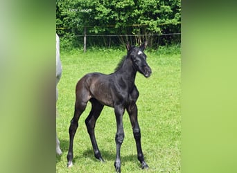 Cheval de sport allemand, Étalon, Poulain (05/2024), 170 cm, Peut devenir gris