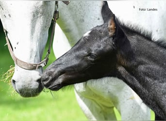 Cheval de sport allemand, Étalon, Poulain (05/2024), 170 cm, Peut devenir gris