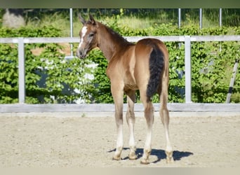 Cheval de sport allemand, Étalon, Poulain (03/2026), 170 cm, Peut devenir gris