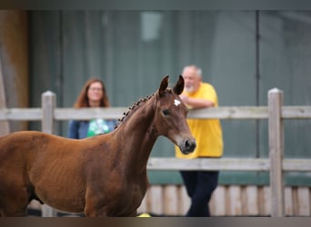 Cheval de sport allemand, Étalon, Poulain (04/2024), 172 cm, Alezan brûlé