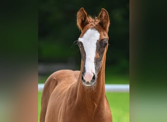 Cheval de sport allemand, Étalon, Poulain (04/2024), 172 cm, Alezan brûlé