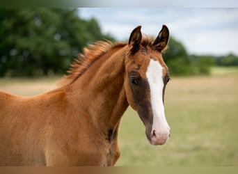 Cheval de sport allemand, Étalon, , 172 cm, Alezan