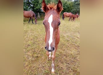 Cheval de sport allemand, Étalon, Poulain (04/2024), 172 cm, Alezan