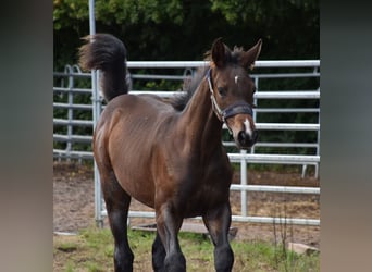 Cheval de sport allemand, Étalon, Poulain (05/2025), 172 cm, Bai brun