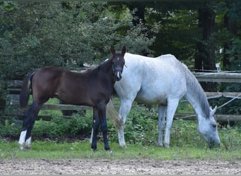 Cheval de sport allemand, Étalon, Poulain (05/2025), 172 cm, Bai brun