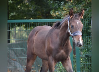 Cheval de sport allemand, Étalon, Poulain (05/2025), 172 cm, Bai brun