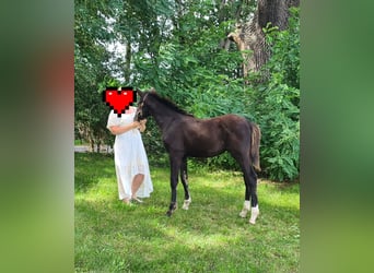 Cheval de sport allemand, Étalon, Poulain (06/2023), 172 cm, Bai brun foncé