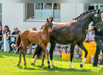 Cheval de sport allemand, Étalon, Poulain (05/2024), 172 cm, Bai