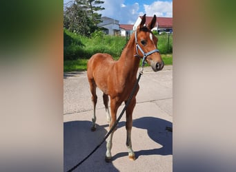 Cheval de sport allemand, Étalon, Poulain (04/2024), 172 cm, Bai