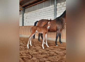 Cheval de sport allemand, Étalon, Poulain (04/2024), 172 cm, Bai