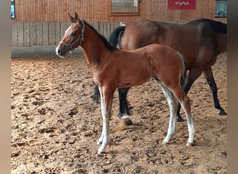 Cheval de sport allemand, Étalon, Poulain (04/2024), 172 cm, Bai