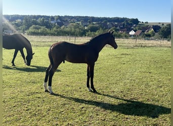 Cheval de sport allemand, Étalon, Poulain (01/2025), 172 cm, Bai