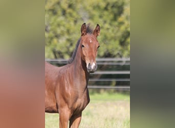 Cheval de sport allemand, Étalon, Poulain (05/2026), 172 cm, Bai