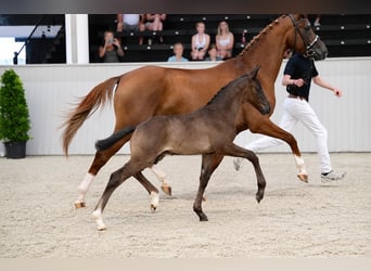 Cheval de sport allemand, Étalon, Poulain (05/2026), 172 cm, Noir