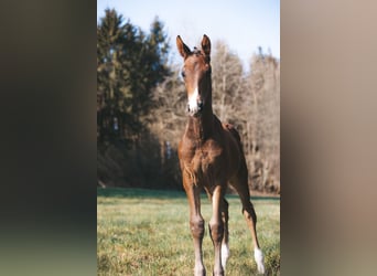 Cheval de sport allemand, Étalon, , 173 cm, Bai brun