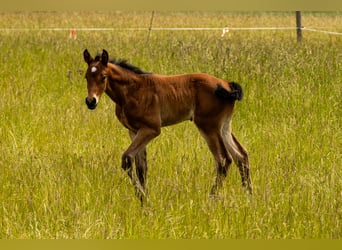 Cheval de sport allemand, Étalon, Poulain (01/2025), 175 cm, Bai