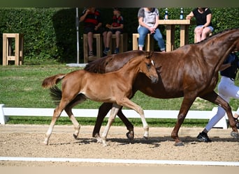 Cheval de sport allemand, Étalon, Poulain (05/2023), Alezan brûlé