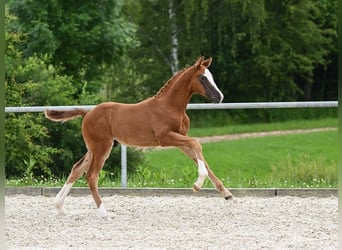 Cheval de sport allemand, Étalon, Poulain (04/2024), Alezan brûlé