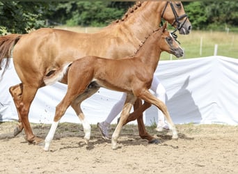 Cheval de sport allemand, Étalon, Poulain (05/2024), Alezan brûlé