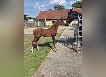 Cheval de sport allemand, Étalon, Poulain (03/2026), Alezan brûlé