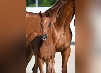 Cheval de sport allemand, Étalon, Poulain (03/2026), Alezan brûlé