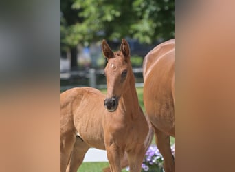 Cheval de sport allemand, Étalon, , Alezan