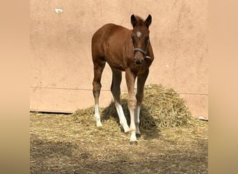 Cheval de sport allemand, Étalon, , Alezan