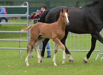 Cheval de sport allemand, Étalon, Poulain (05/2024), Alezan