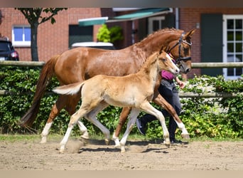 Cheval de sport allemand, Étalon, Poulain (04/2026), Alezan