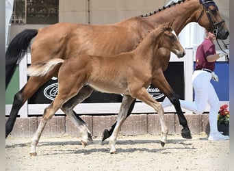 Cheval de sport allemand, Étalon, Poulain (03/2025), Alezan